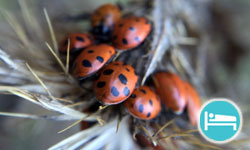 Ladybug Hotel Organic Bedding