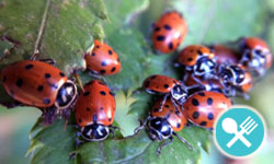 Ladybug Hotel Aphid Breakfast Buffet