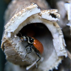 Ladybug Hotel Capsule