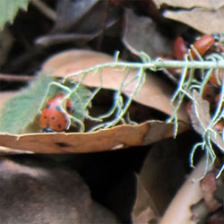 Ladybug Hotel Clamshell