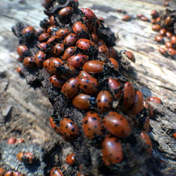 Ladybug Hotel Loveshack
